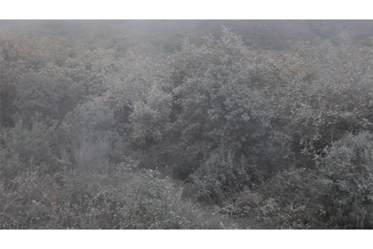 CINDY JANSEN, Silverdust, 2012